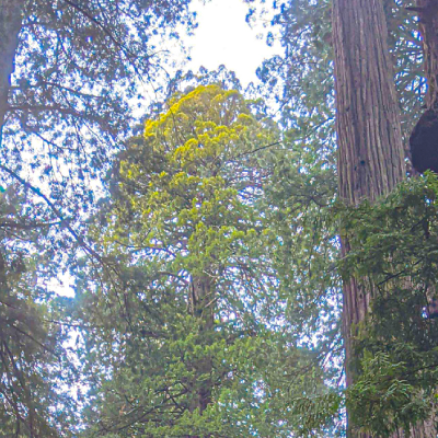 Redwood Coast, April 2022