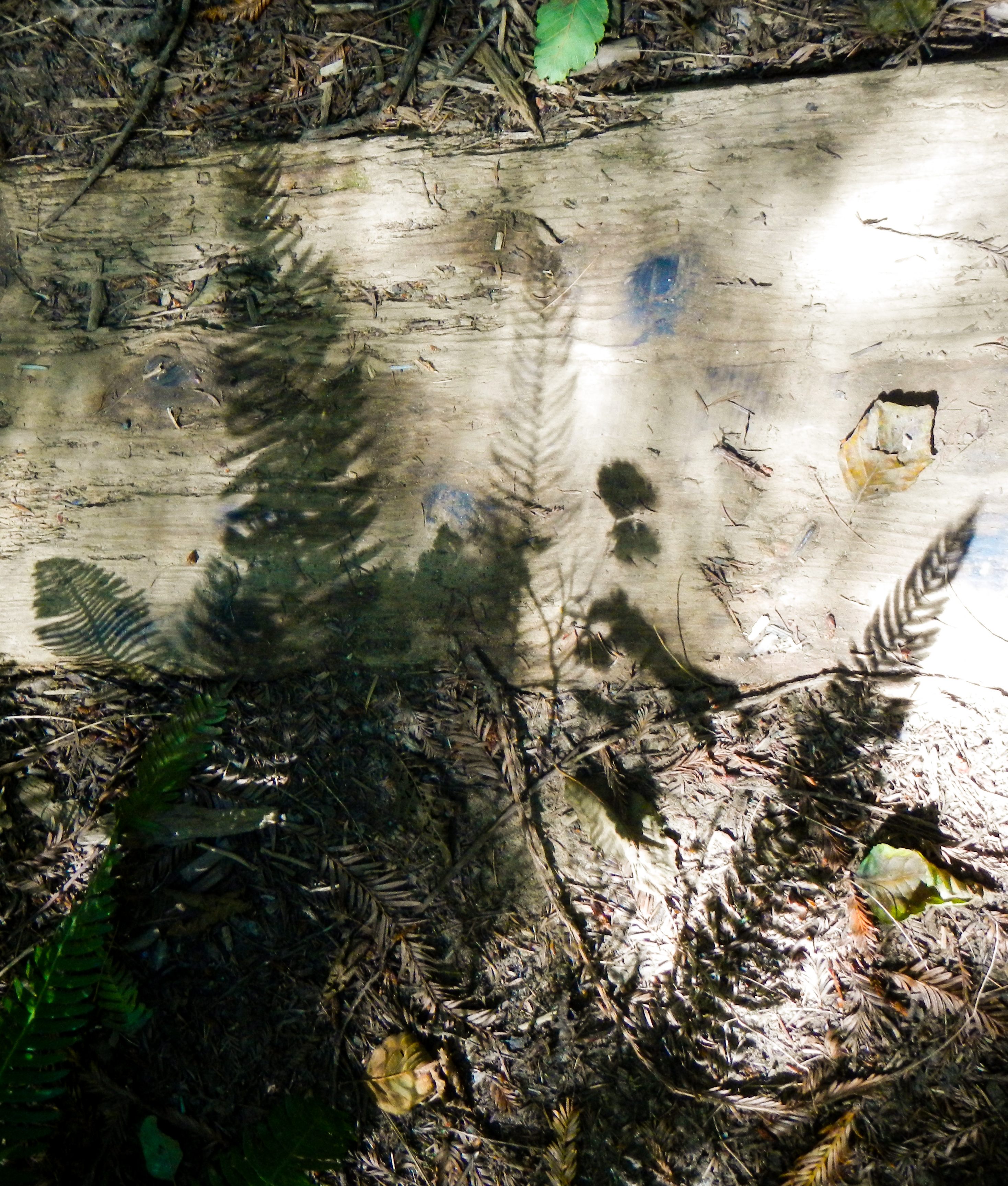 shadows from ferns cast on a fallen log in the forest