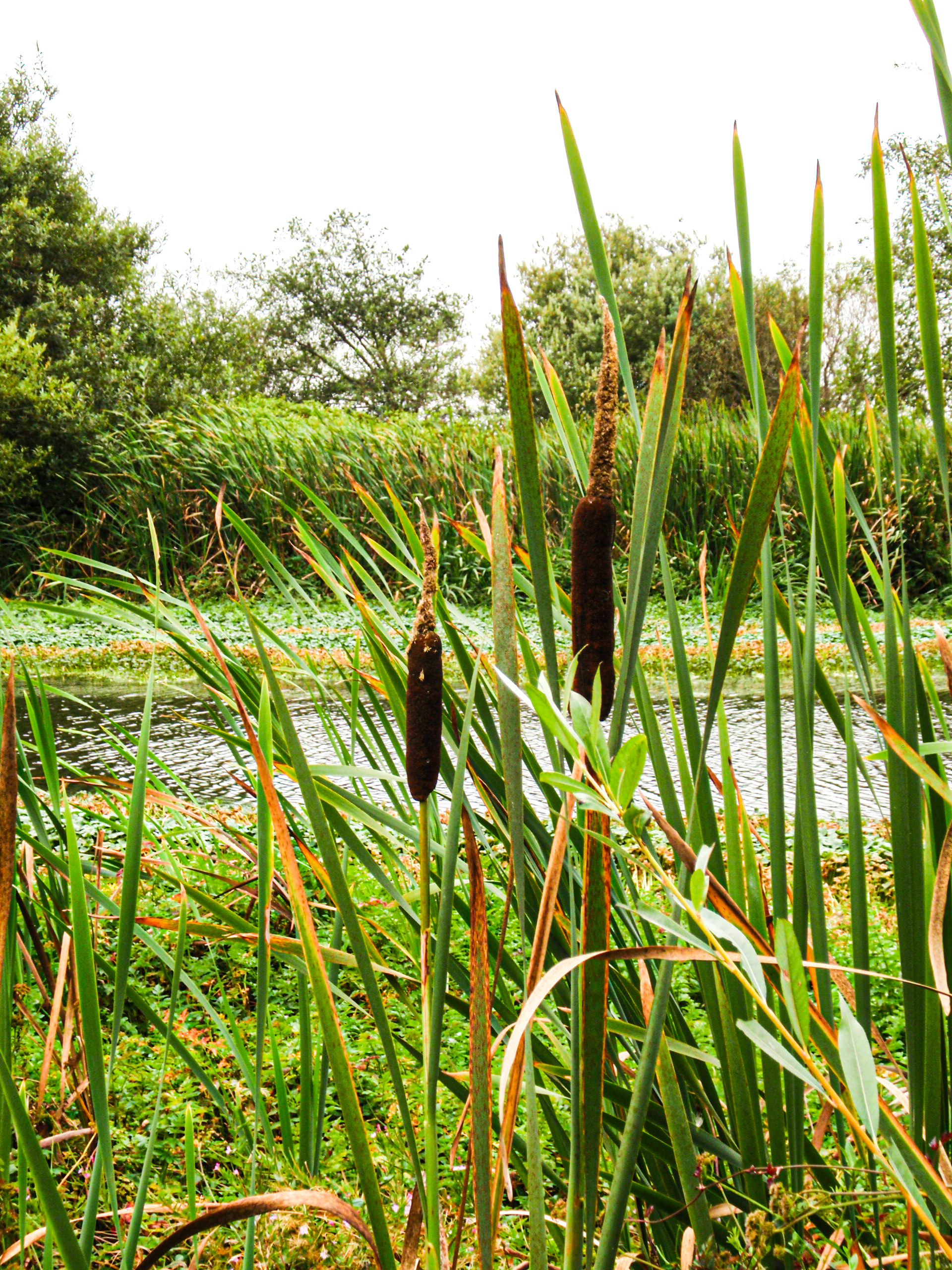 Cattail brush along the waterline with marshes and brush under an overcast sky.