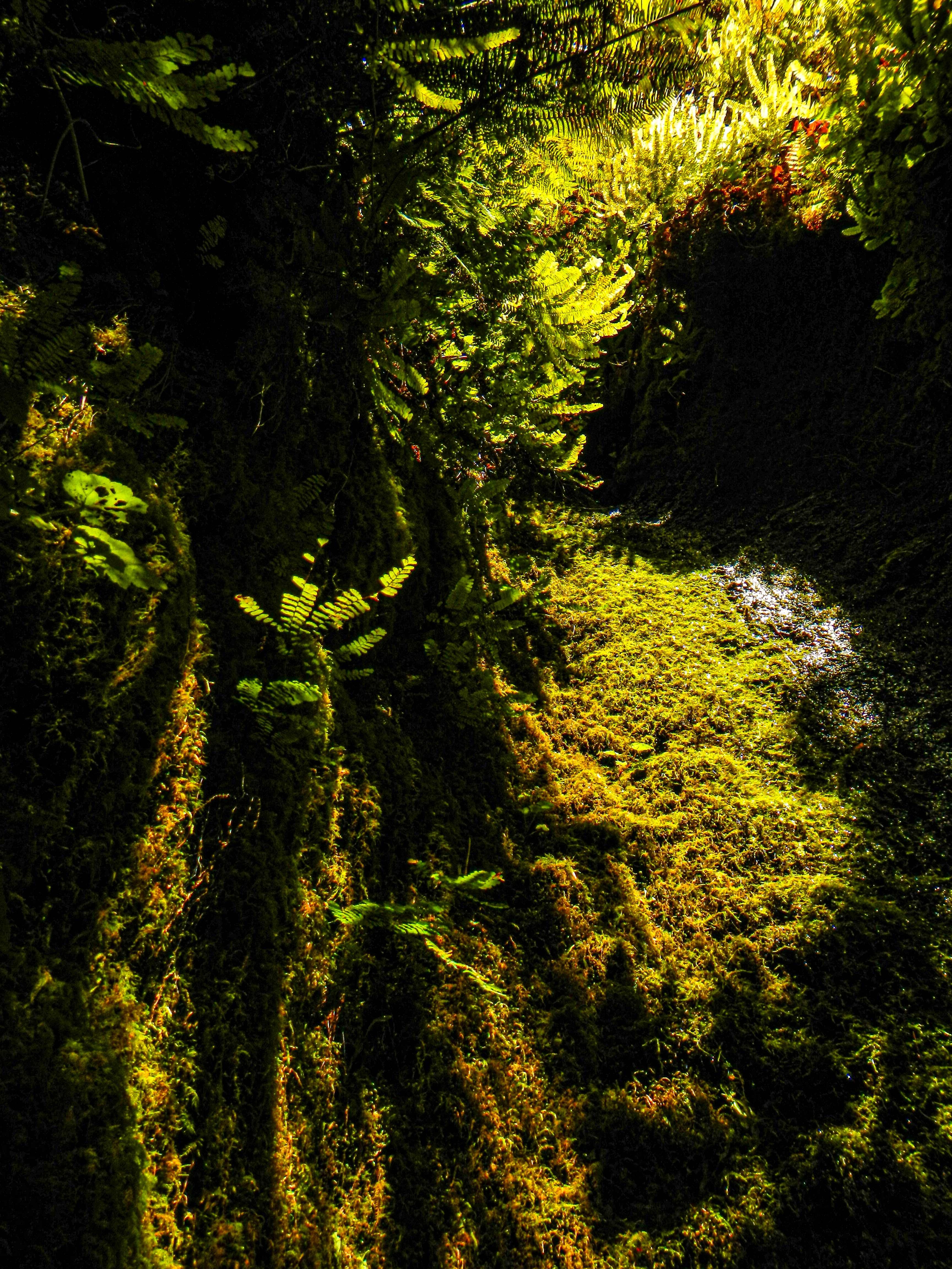 Ferns and moss growing up a steep slope with running water.