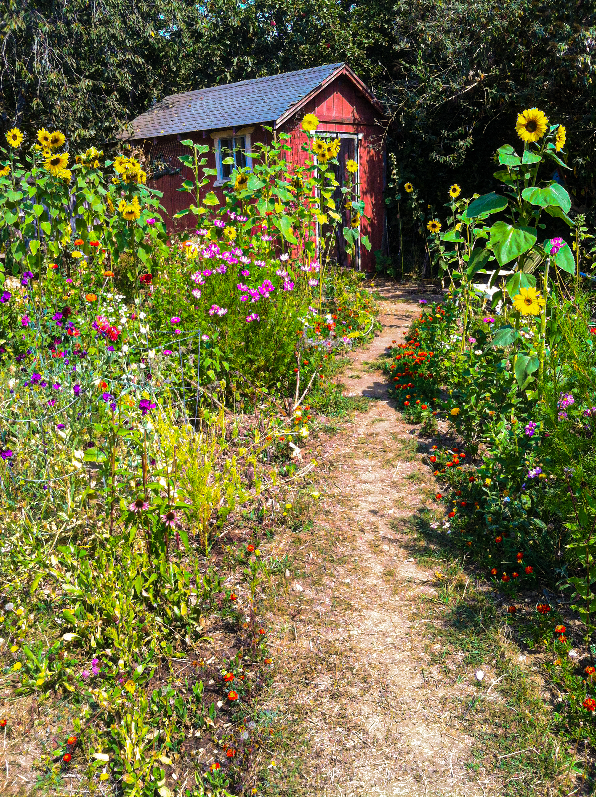 A path lined with shoulder-high, colorful flowers leading to a red shed.