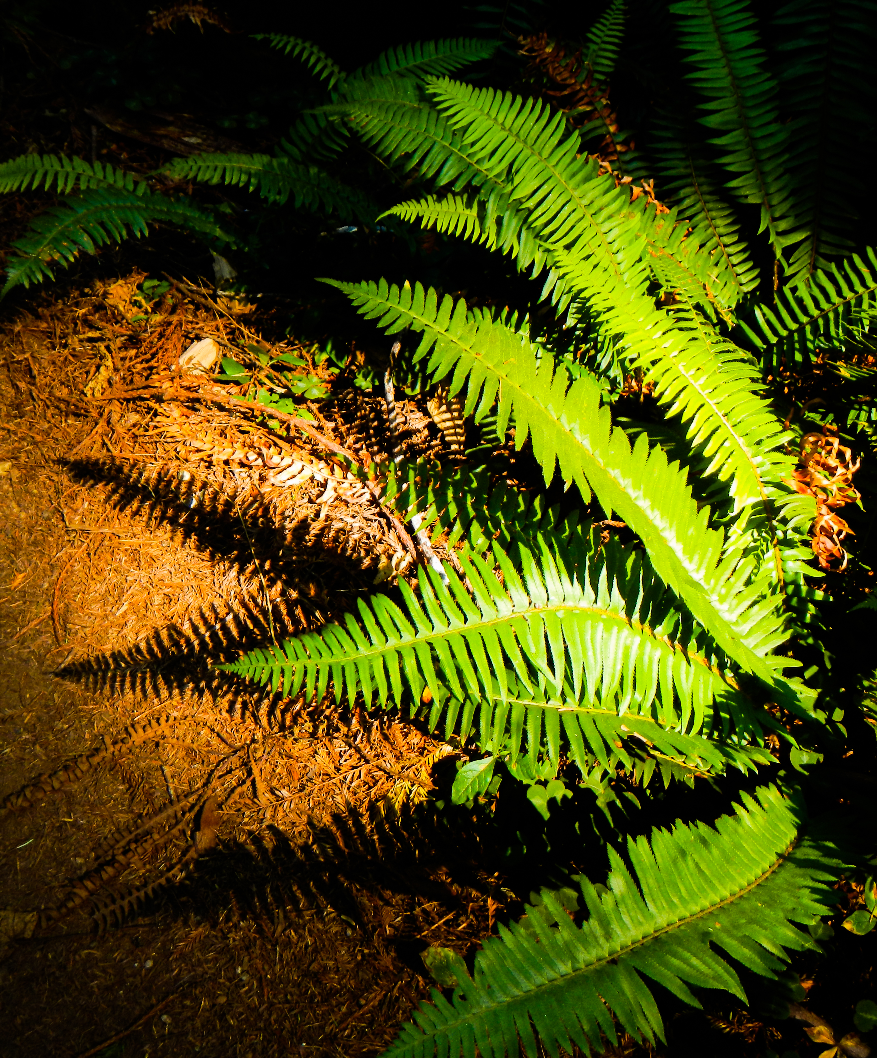 A sunlit fern casting a shadow of the redwood-forest floor.