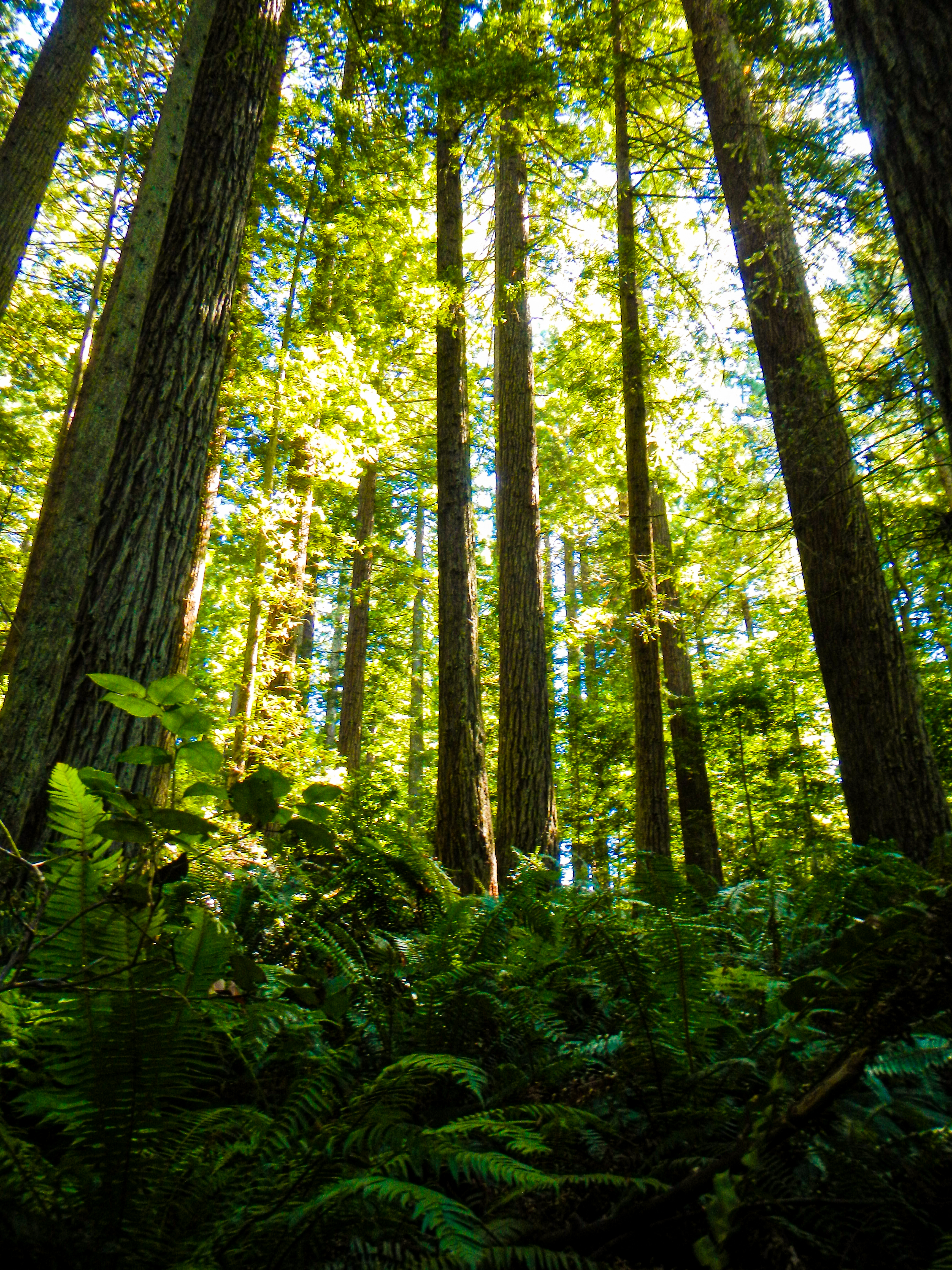 A view looking up at redwood trees from underneath. Light streams in from behind, and the surrounding forest is lush and green.