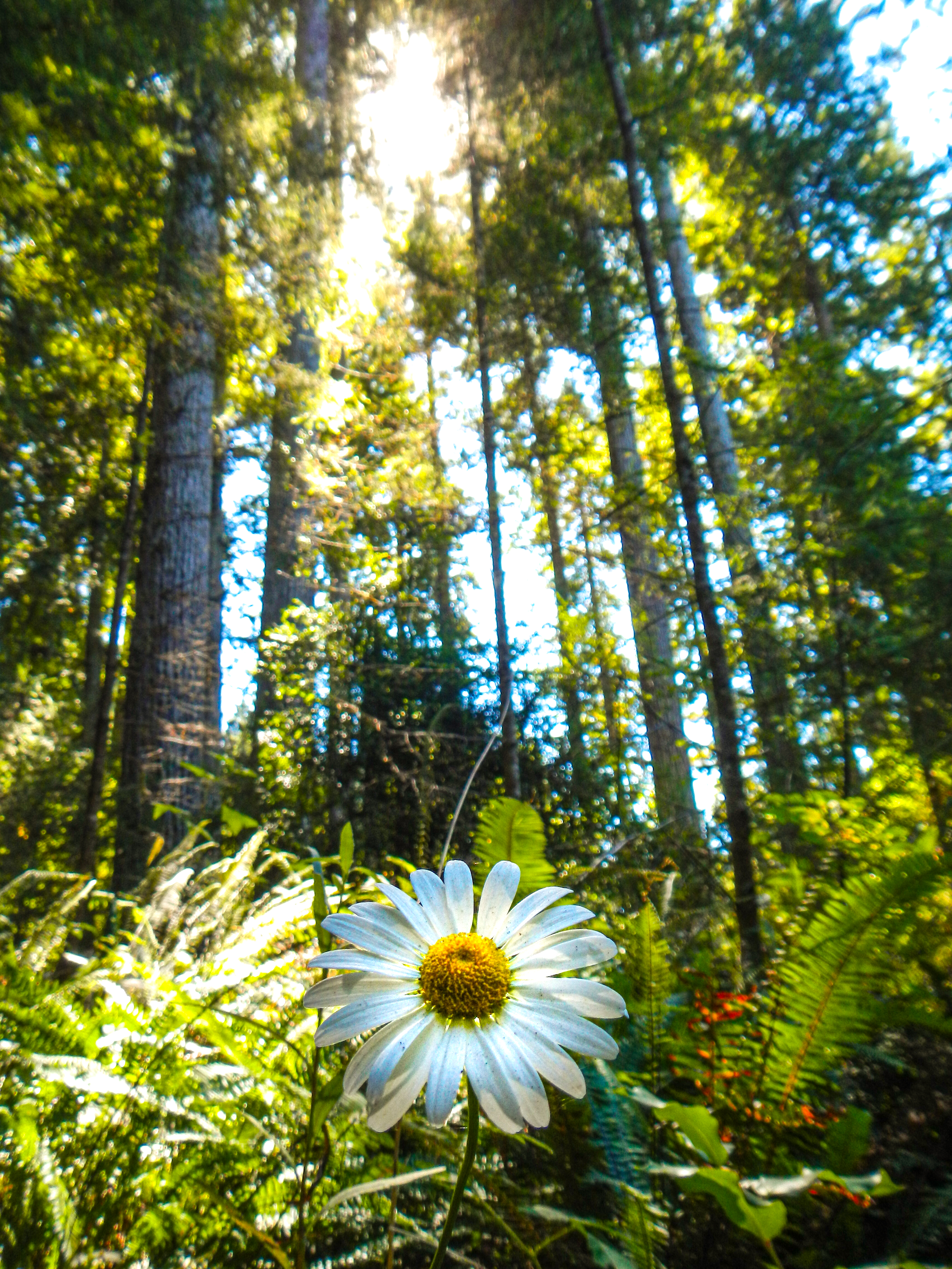 An illuminated white flower surrounded by lush ferns and towering redwoods with light cast from behind.