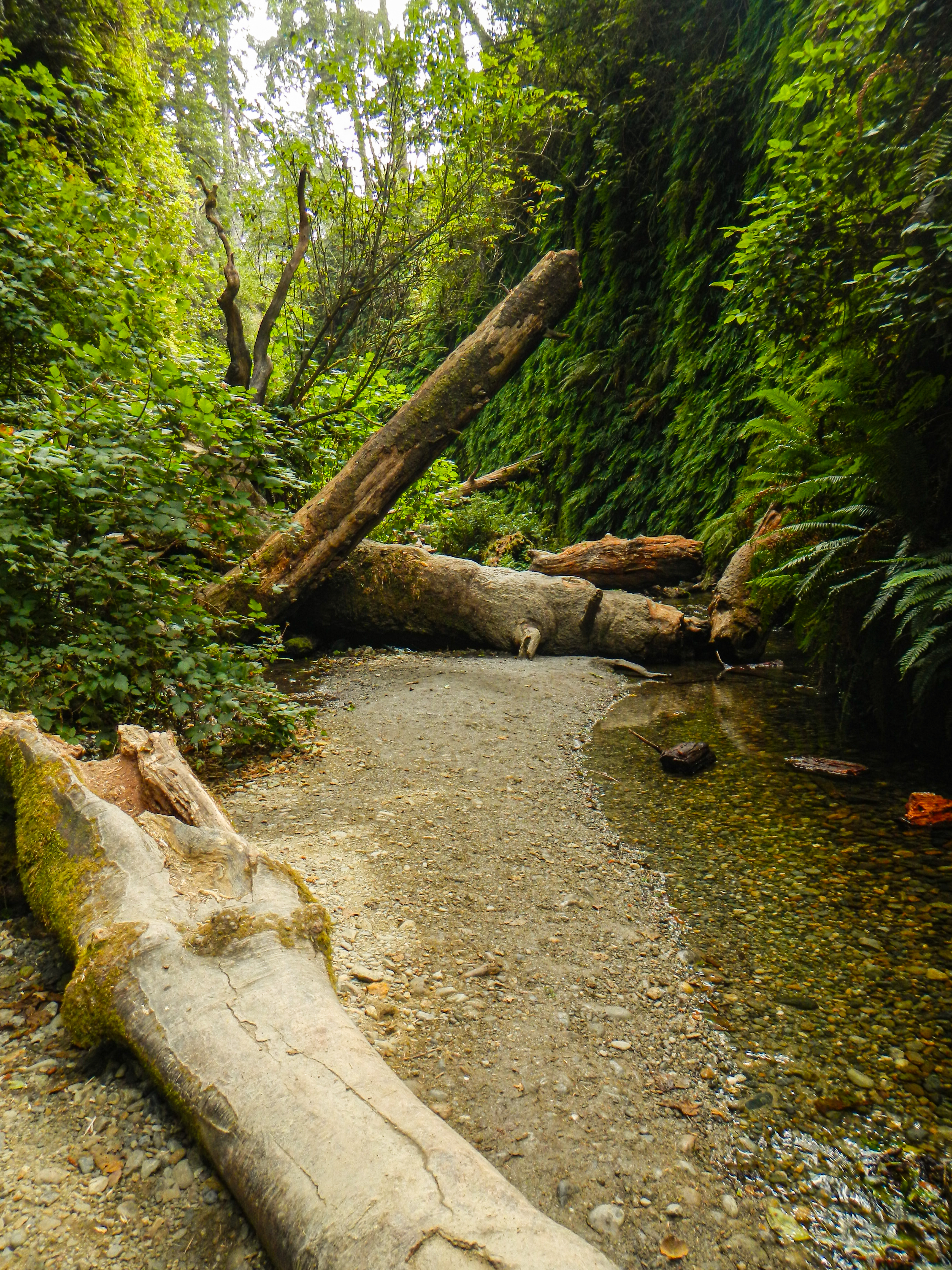 A creekbed in a redwood forest with large trunks of fallen trees strewn into the distance.