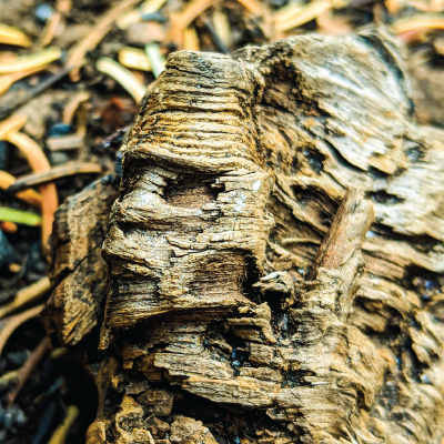 Never Summer Wilderness, September 2018